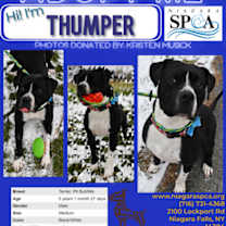 Thumbnail photo of Thumper #1
