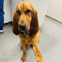 Thumbnail photo of Hubert #3