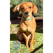 Thumbnail photo of Copper COH #1