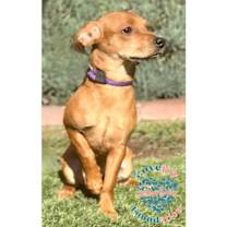 Thumbnail photo of Copper COH #2