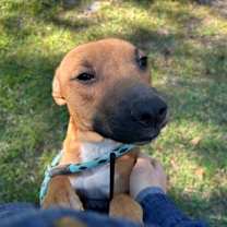 Thumbnail photo of Bullet #3