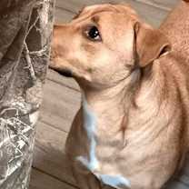 Thumbnail photo of Rose Petal #4