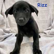 RIZZ