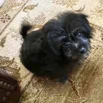 Thumbnail photo of Sharpie #1