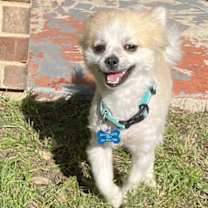 Thumbnail photo of Nash #1