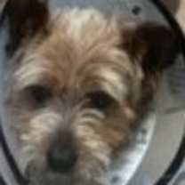 Thumbnail photo of Bobby PKA Bob #1