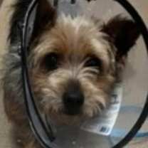 Thumbnail photo of Bobby PKA Bob #3