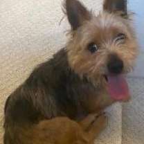 Thumbnail photo of Bobby PKA Bob #4