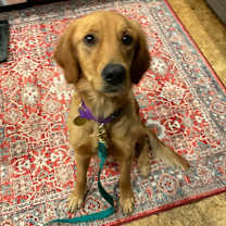 Thumbnail photo of Ella Belle #7498 #1