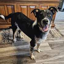 Thumbnail photo of Echo #2