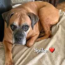 Thumbnail photo of Spike II - Silver Heart #3