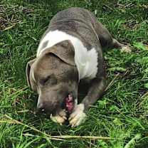 Thumbnail photo of Winston #3