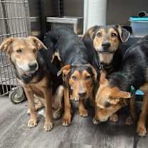 Thumbnail photo of Amelia Rose #3