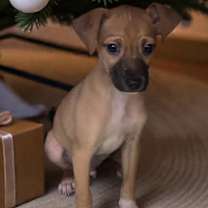 Thumbnail photo of Nibbler #1