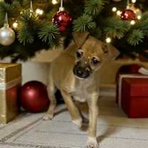 Thumbnail photo of Nibbler #2