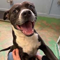 Thumbnail photo of Tippy 25 #1