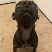 Thumbnail photo of Mojo #2