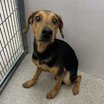 Thumbnail photo of Scout #3