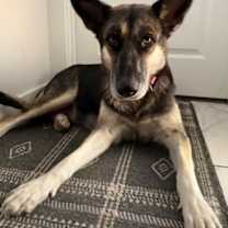 Thumbnail photo of Alita (in foster) #2