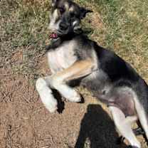 Thumbnail photo of Alita (in foster) #3