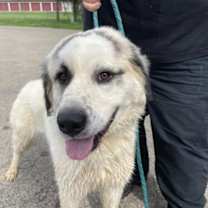 Thumbnail photo of Cloud #3