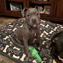 Thumbnail photo of Babe Ruth #1