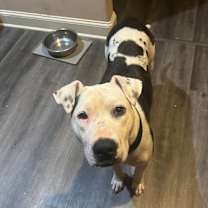 Thumbnail photo of Millie ** NEEDS FOSTER #1