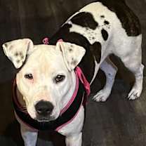 Thumbnail photo of Millie ** NEEDS FOSTER #3