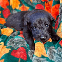 Thumbnail photo of Paw-wee Herman 429 #1