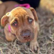 Thumbnail photo of Cinnamon - 433 #1