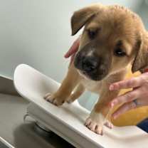 Thumbnail photo of Diglet -415 #2