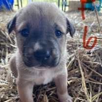 Thumbnail photo of Diglet -415 #3