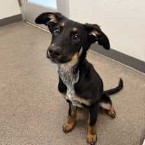 Thumbnail photo of Rikki #4