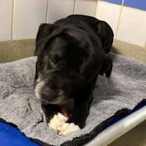 Thumbnail photo of Tyson #2