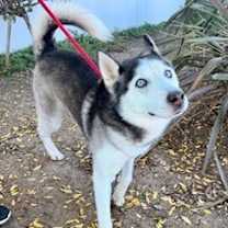 Thumbnail photo of Braxton #2