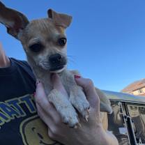 Thumbnail photo of Jam (California) ns #3