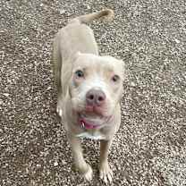 Thumbnail photo of Hippo #3