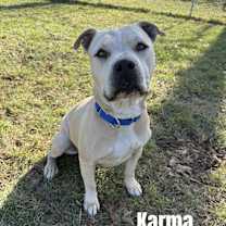 Thumbnail photo of Karma #1