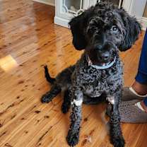 Thumbnail photo of Mochie #1