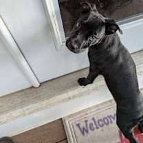 Thumbnail photo of Teddy #4