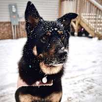 Thumbnail photo of Ares #1