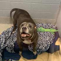 Thumbnail photo of Paddington #2