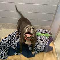 Thumbnail photo of Paddington #3