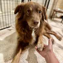 Thumbnail photo of Snickers #2