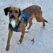 Thumbnail photo of Gigi #2