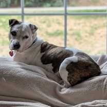 Thumbnail photo of Lola #1