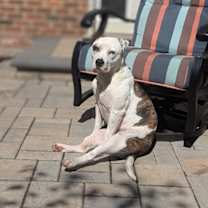 Thumbnail photo of Lola #3