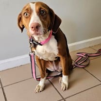 Thumbnail photo of Coco #2