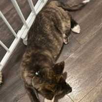 Thumbnail photo of Cupid #3