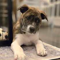 Thumbnail photo of Rudolph #1